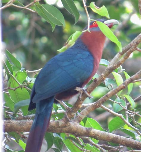 eBird Checklist - 18 Mar 2016 - Kaeng Krachan NP--Ban Krang Campgrounds ...