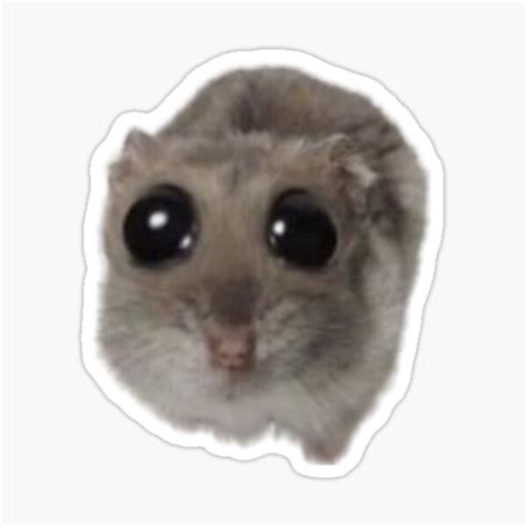 Hamster Meme Gifts & Merchandise for Sale | Redbubble