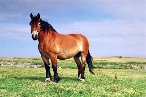 Ardennes Horse Breed Guide: Characteristics, Health & Nutrition | Mad Barn