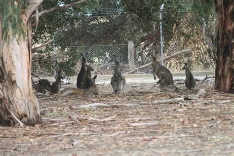 Western Grey Kangaroos - ZooChat