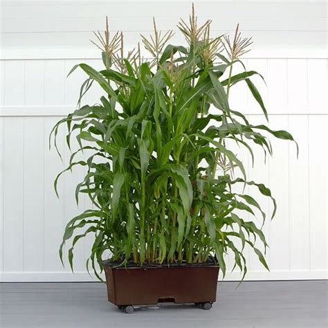 Planting and Growing Corn in Containers – Nelle's journey