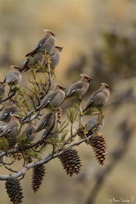 Cedar Waxwing flock | Birds of a Feather | Pinterest