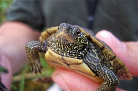 Mississippi Map Turtle Care: Everything You Need to Know!