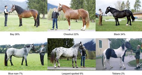 Analysis of ROH patterns in the Noriker horse breed reveals signatures ...