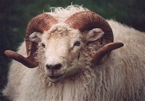 Elkhorn Icelandic Sheep | Quick Facts About Icelandic Sheep — Breed ...