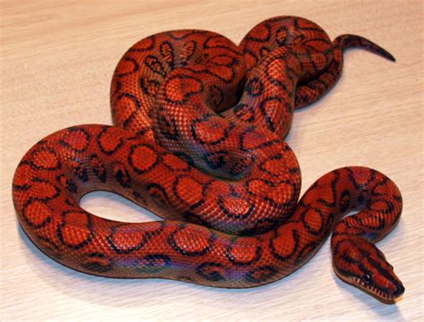 Brazilian Rainbow Boas for sale