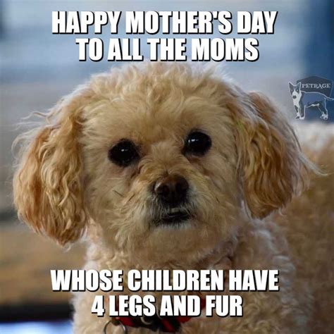 Happy Dog Mom's Mother's Day in 2021 | Mothers day meme, Happy dogs ...