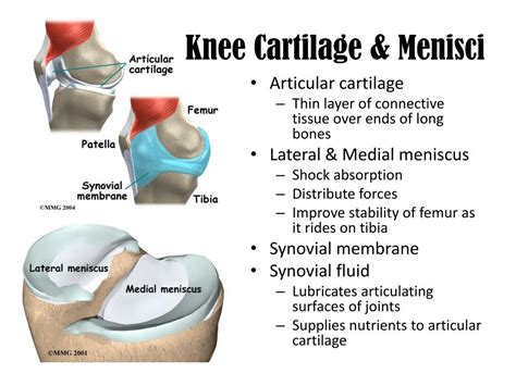 PPT - The Knee PowerPoint Presentation, free download - ID:2139558