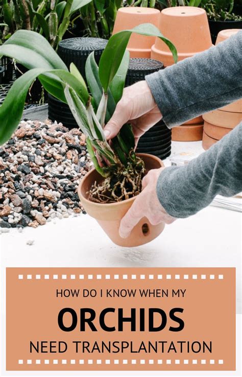 How Do I Know When My Orchids Need Transplantation | Orchids, Orchid care, Plants