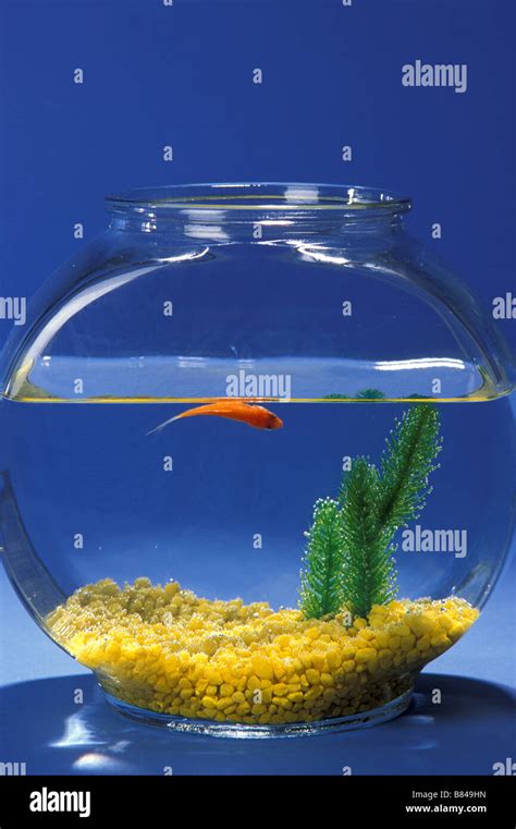 Dead goldfish floating in a fishbowl Stock Photo - Alamy