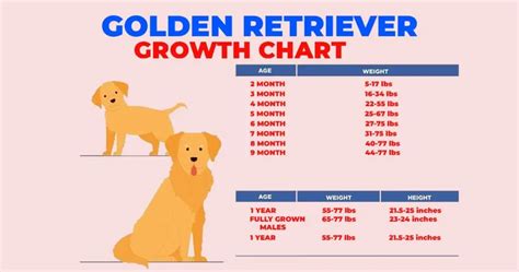 Golden Retriever Growth Chart: From Puppyhood to Adulthood