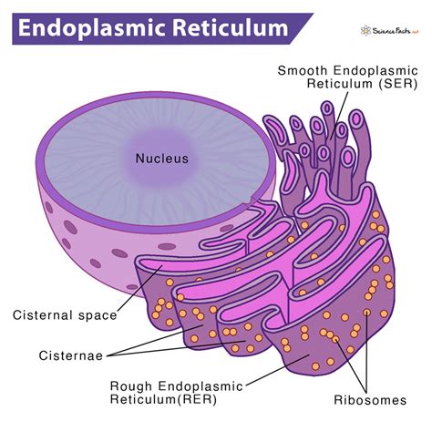 Endoplasmic Reticulum - Science Facts