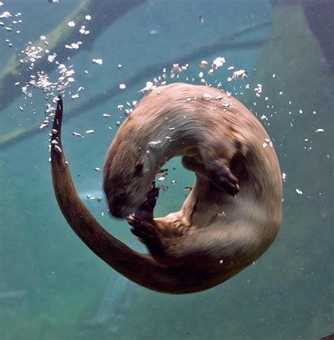 14 Surprising Facts About Sea Otters | Sea otter, Cute animals, Animals