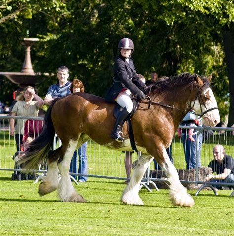 Clydesdale Horse Show | Clydesdale horses, Cute horses, Show horses