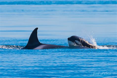 Three Pods of Orca - & Two Humpback Whales - Spirit of Orca