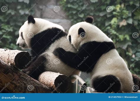 Cute Giant Panda Bear Cub Play, Beijing Zoo China Stock Image - Image of orient, oriental: 21457953