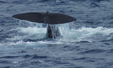 Whale-Watching Tour in the Azores, Azores Islands | The Travel Hacking Life