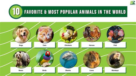 The World's 10 Favorite & Most Popular Animals