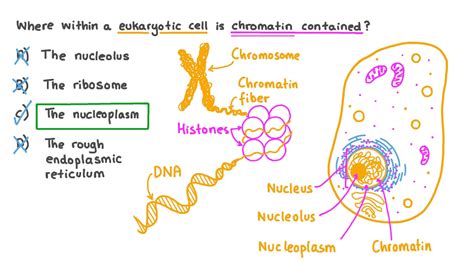 Chromatin In A Cell Model