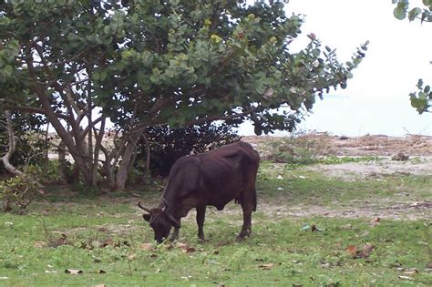 La Ceiba: Honduras Wildlife