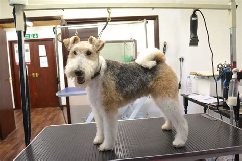 Before & After Grooming | Precious Paws Huntingdon