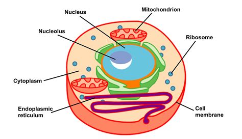 Labelled Diagram Of Ribosomes