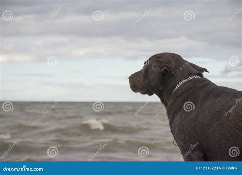 Labrador looks at the sea stock photo. Image of young - 123132236