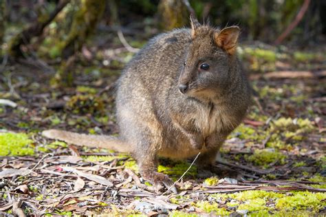 Pademelon_Tasmania - Alidays