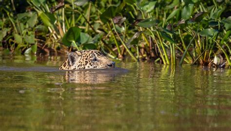 Jaguar Swimming | Good Nature Travel Blog