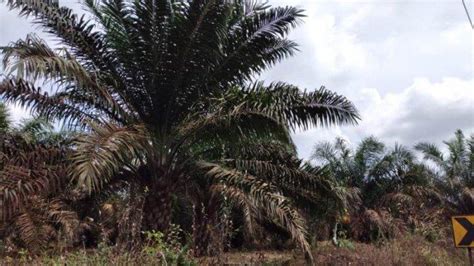 Waspada! Penyakit Baru Kelapa Sawit, Diserang Jamur Bikin Daun Kuning Hingga Kering Menghitam ...