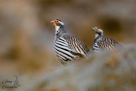 Birding In Leh Ladakh | Ladakh Wildlife Sanctuary