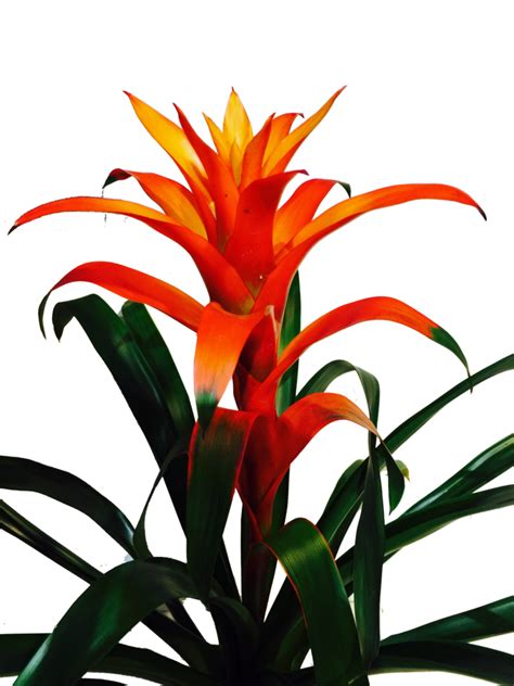 Bromelias Guzmania Naranja | Plantas exóticas, Plantas tropicales, Plantas hermosas