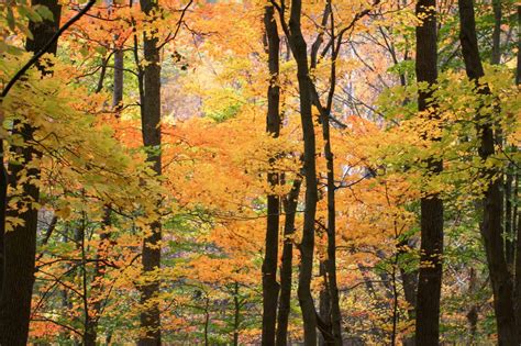 Penn's Woods Tree Trail Walk - Bowman's Hill Wildflower Preserve