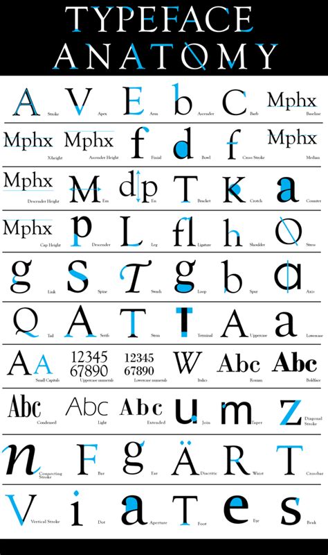 Typeface Anatomy by Alex Lang, via Behance | Graphic design lessons ...