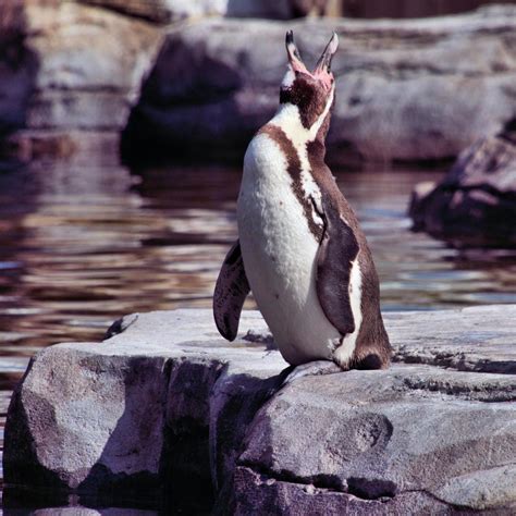 A close up of a Penguin 7966555 Stock Photo at Vecteezy