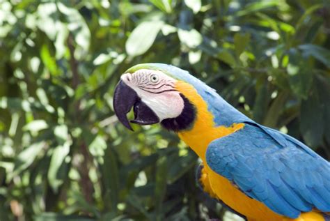 Parrots of the Caribbean - PentaxForums.com