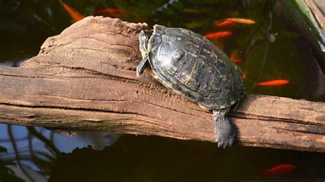 Do Painted Turtles Sleep Underwater