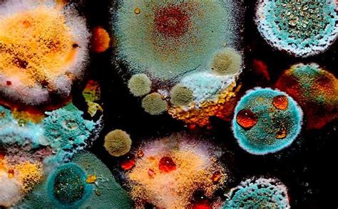 Mold Colors: What They Mean & How to Identify Dangerous Ones | Decay art, Growth and decay ...