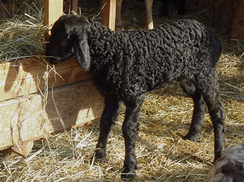 Karakul lambs born recently at RedGate Farm. | Pecora, Tavolozze