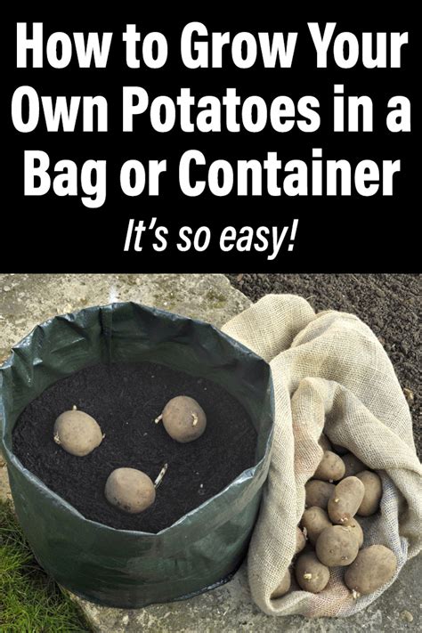 How to Grow Your Own Potatoes in a Bag or Container