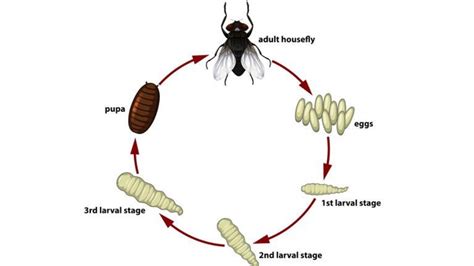 Life Cycle Fruit Flies