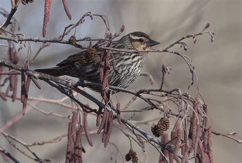 Female Red-winged Blackbird – Wildlife In Nature