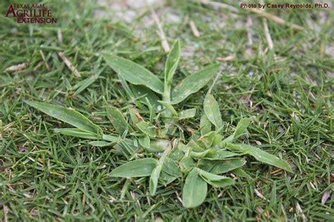 Smooth Crabgrass - AggieTurf