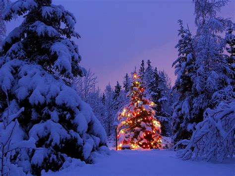 Christmas, Christmas Tree, Winter, Snow, Christmas Lights, Forest ...