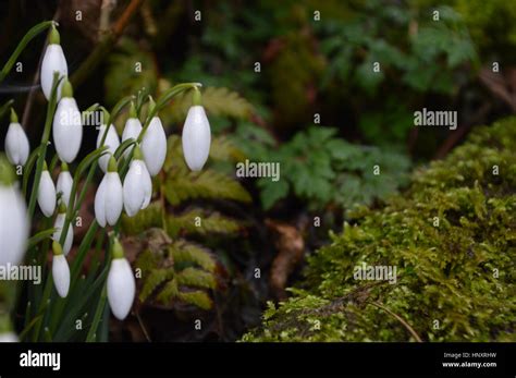 Snowdrops in woodland setting - Winter Spring Stock Photo - Alamy