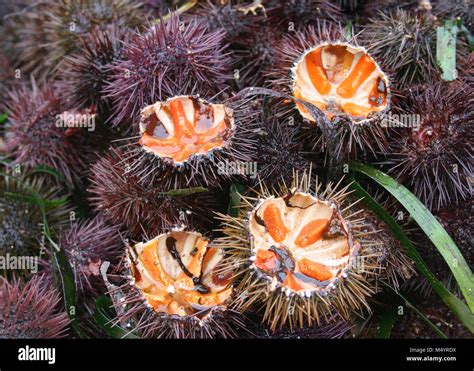 Sea urchin eggs hi-res stock photography and images - Alamy