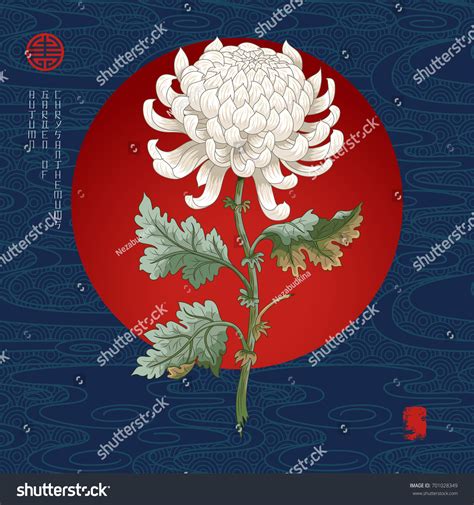 Vector Illustration Branch Japanese Chrysanthemum Flowers Stock Vector (Royalty Free) 701028349 ...