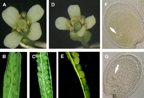 luh-1; lug-16 double mutants are embryo lethal. A, luh-1 flower. B, An... | Download Scientific ...