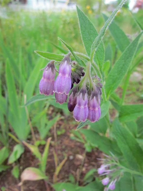 True Comfrey Seeds Symphytum officinale