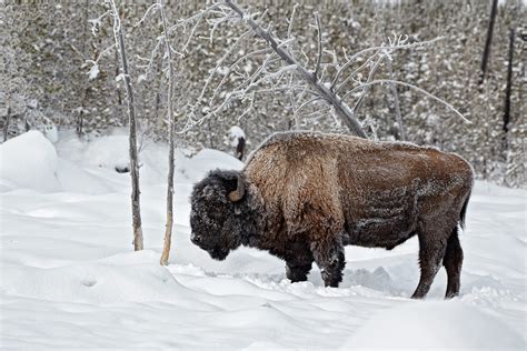 Yellowstone in Winter - Ignacio Yufera